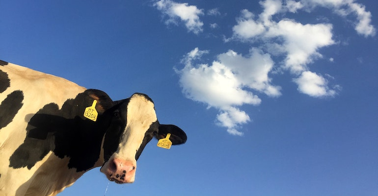 JBS signs a deal with Royal DSM to cut cow methane emissions globally