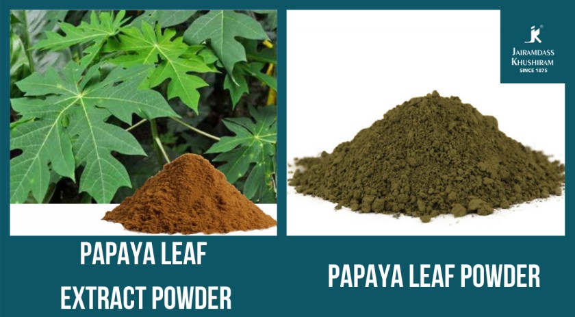 Learn how papaya leaves are beneficial for your overall health