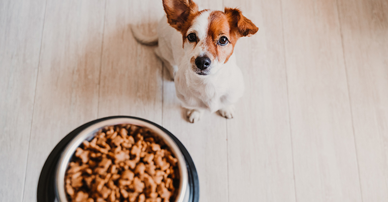 ‘Humanisation’ of pets creates opportunities in pet food