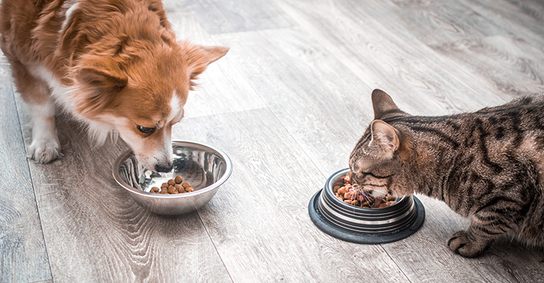 Pet food generates buzz for using insect protein