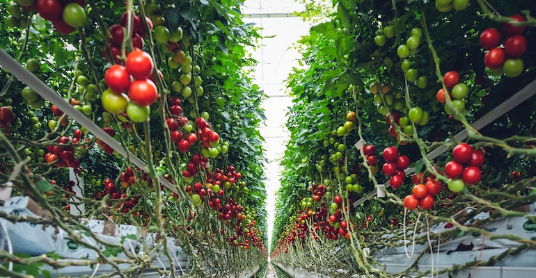 Vertical farming reaches new heights amid climate pressures