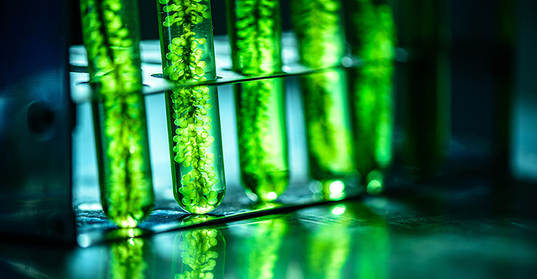 Plants and microalgae spur new omega-3 formulations