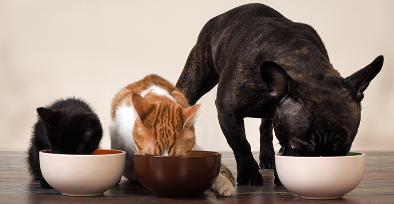 Pet food space gets healthy infusion at Nestlé's latest accelerator class