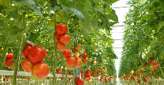 World first: Dutch team develop method to extract high-value protein from tomato leaf