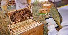 How the food industry can take action to protect bees