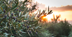 Drought in southern Europe threatens global olive oil supply