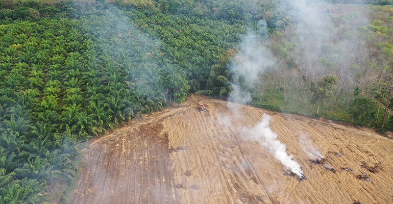 New EU deforestation regulation could threaten the palm oil sector