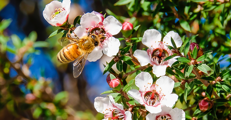 New Zealand mānuka honey producers lose battle to trademark product