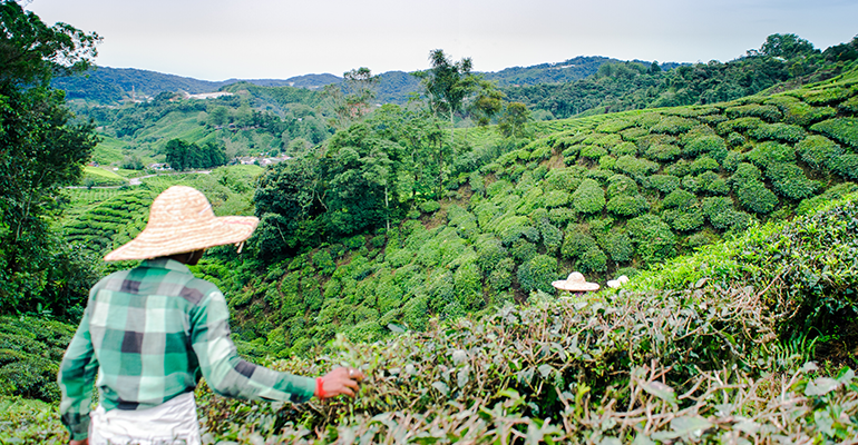 Tea brands accused of human rights abuses