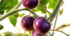 Are consumers ready for purple GM tomatoes?