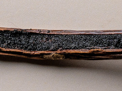 Data driven vanilla: How technology is transforming a classic global flavour / by Fi Global insights