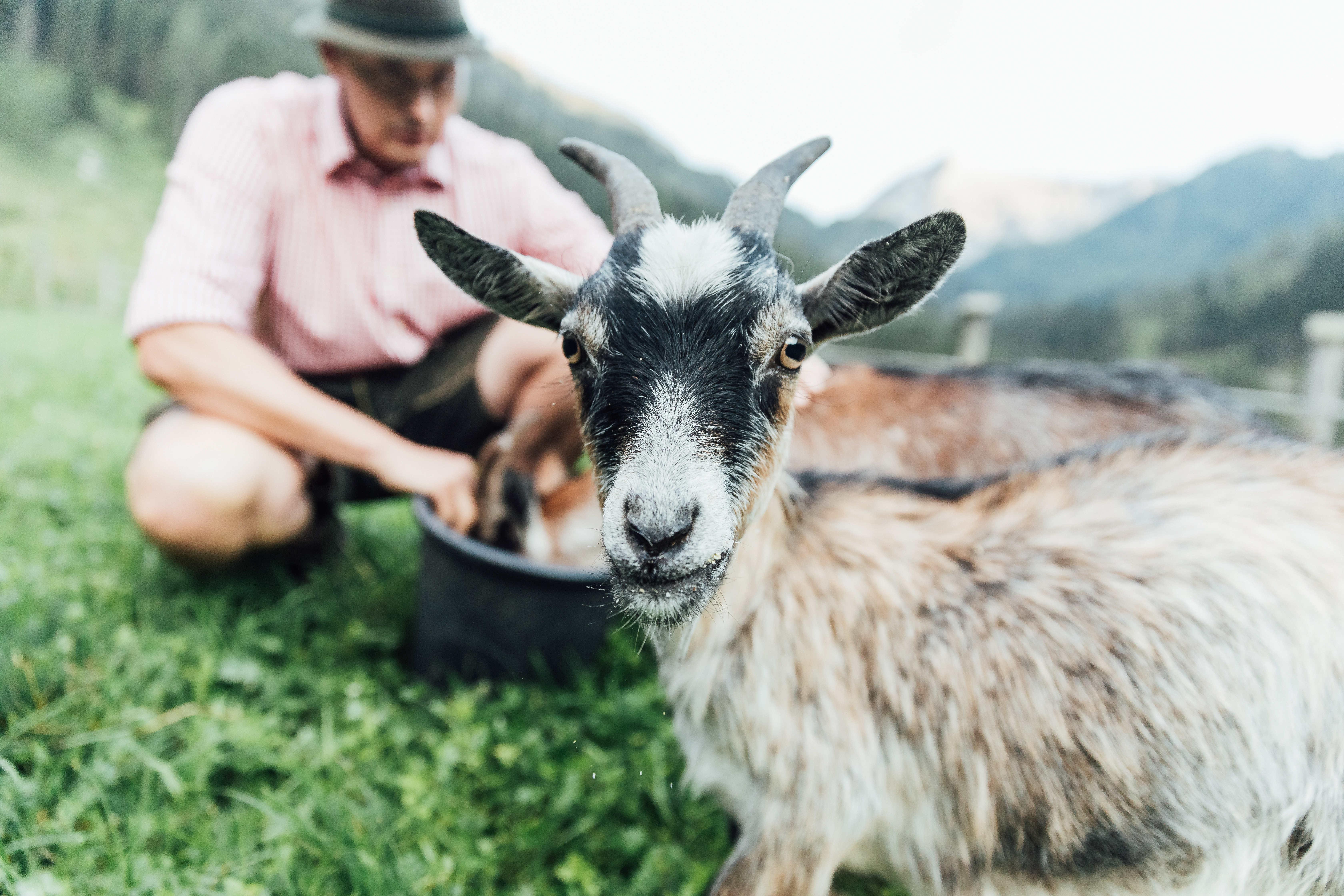Let’s goat! Benefits of goat milk in infant application