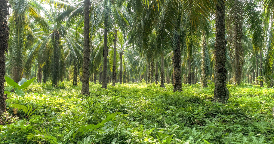 Daabon's Compliance with EUDR in Palm Oil Production
