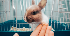 Novel food safety platform could eliminate animal testing