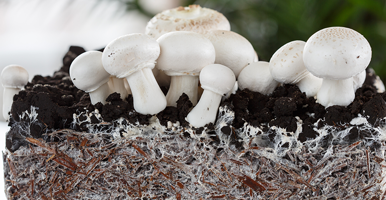 Mycelium to move beyond plant-based applications