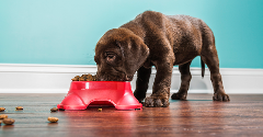 US pet food regulations unravel the mysteries of product labelling