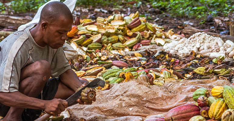 CS3D approval raises hopes of better tackling child labour in the cocoa industry