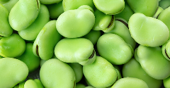Consumers dislike faba beans’ sensory profile