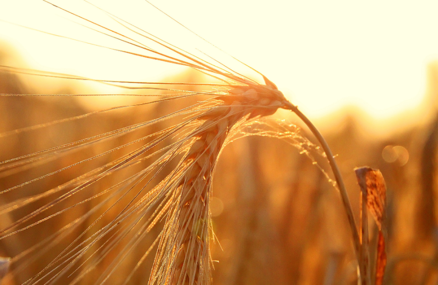 Plasys300®: Natural Relief for Prostate Health and Nocturia. New Customer Study