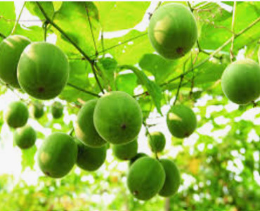 IRELAND FOOD REGULATOR FSAI GIVES GREEN LIGHT TO MONK FRUIT CORP CONFIRMING MONK FRUIT DECOCTIONS MAY BE SOLD IN EU