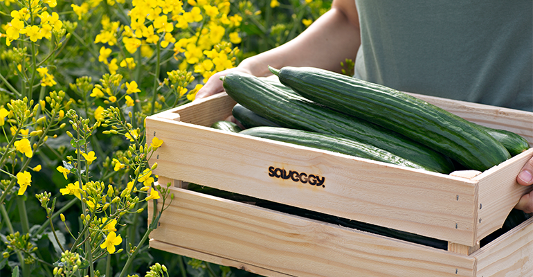 Could plant-based protection replace plastic packaging?