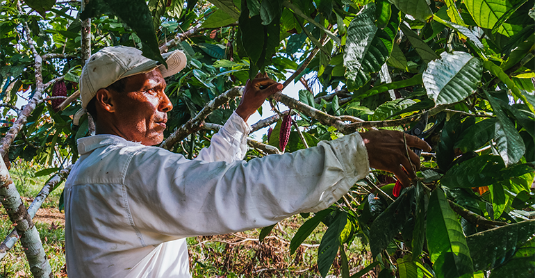 Nestlé removes chocolate from popular products amid cocoa crisis
