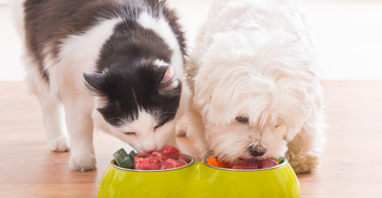 The ultra-processed debate moves to pet food