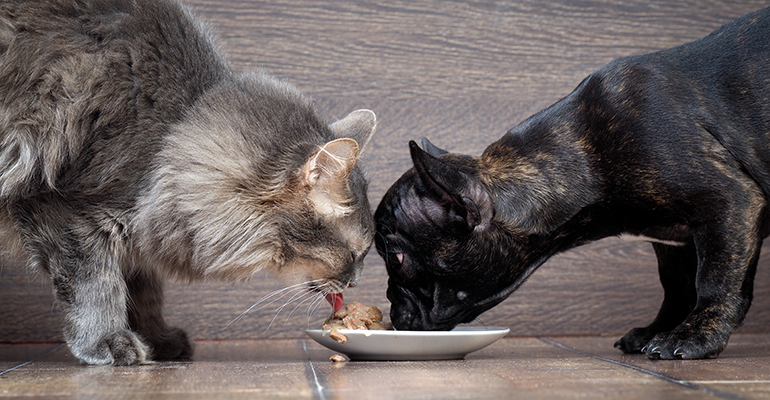 The ultra-processed debate moves to pet food