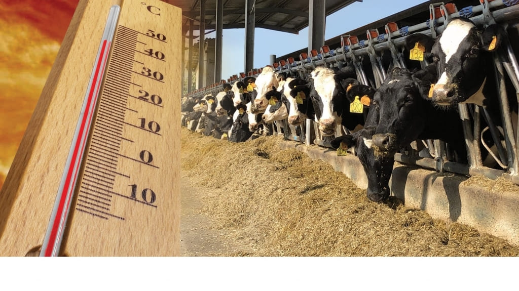 Heat stress in dairy cows: preserving ruminants from damage
