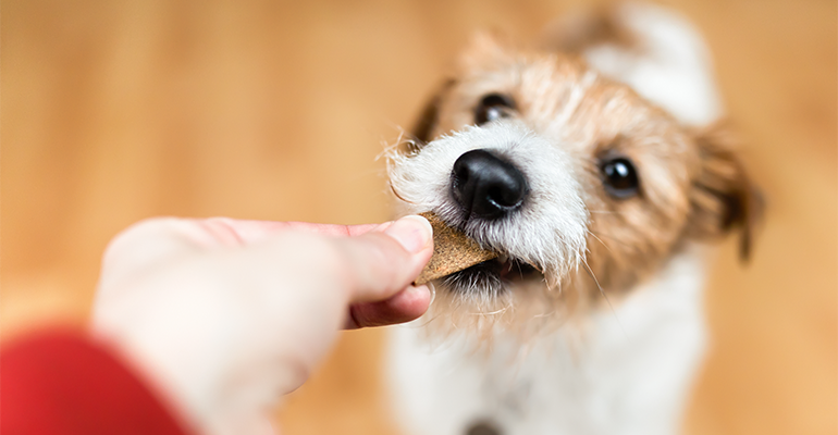 PetPax develops supplement delivery system for dogs