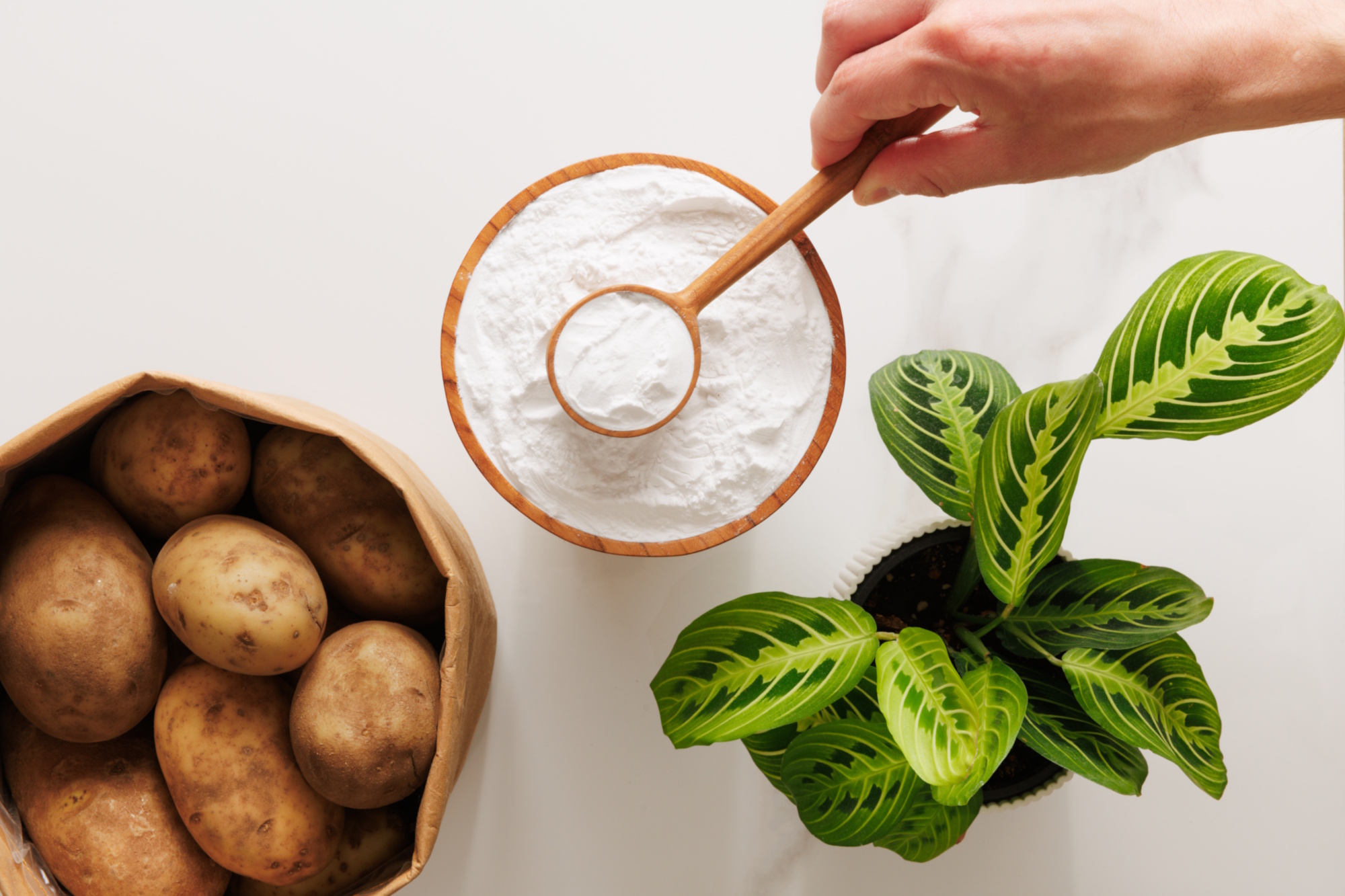 Upcycled Solnul® prebiotic expands distribution into Europe with exclusive partner LEHVOSS Group