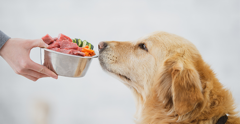 Dog food brand shakes up sector with ‘human-quality’ meat