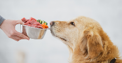 Dog food brand shakes up sector with ‘human-quality’ meat