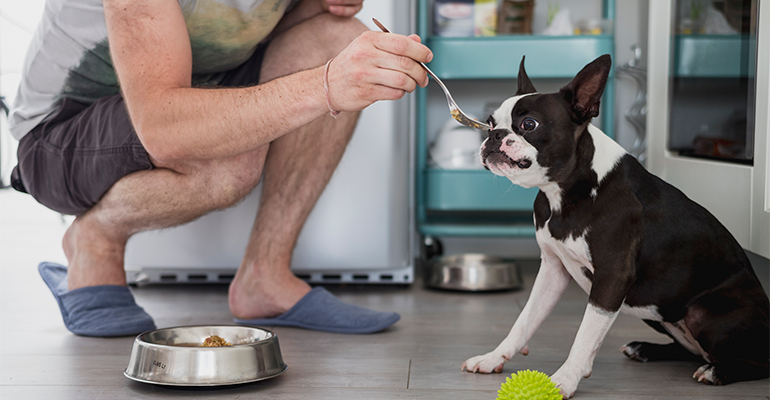 Wild possum protein enters the US pet food market