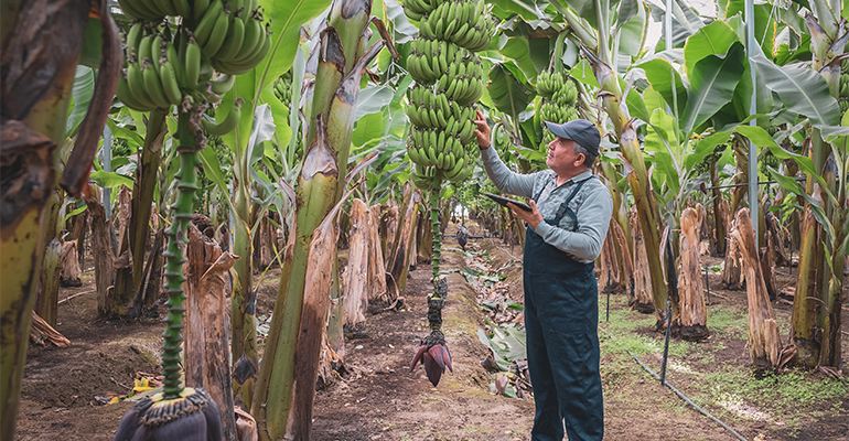 Fairtrade International calls on industry to act for fair supply chains