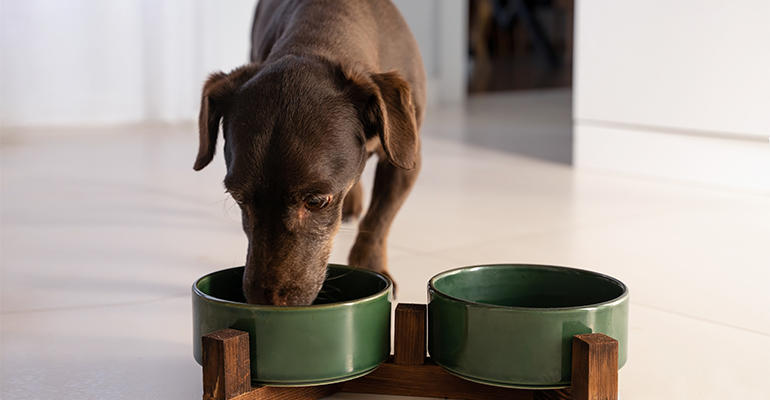 ‘World's first’ complete dog food with cultivated meat hits EU market
