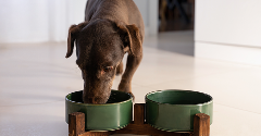 ‘World's first’ complete dog food with cultivated meat hits EU market