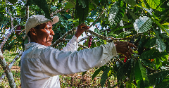 Fairtrade releases new living income prices for farmers