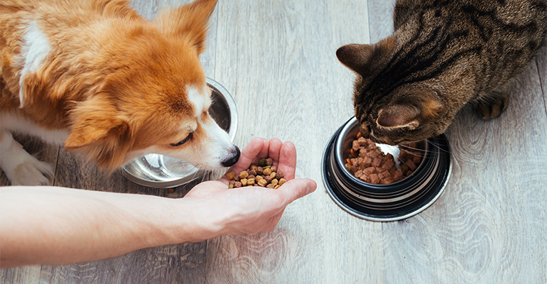 Pet food industry embraces upcycled ingredients