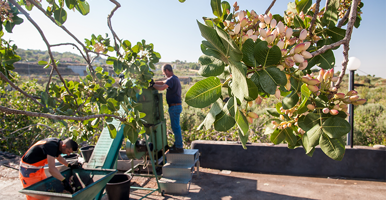 Pistachio supply concerns spur diversified sourcing strategies
