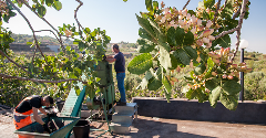 Pistachio supply concerns spur diversified sourcing strategies
