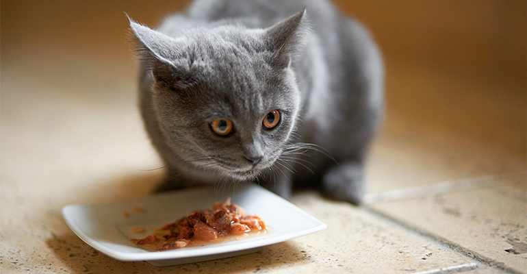 Premium pet food: Fussy felines help drive Nestlé’s pet food plans