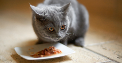 Premium pet food: Fussy felines help drive Nestlé’s pet food plans