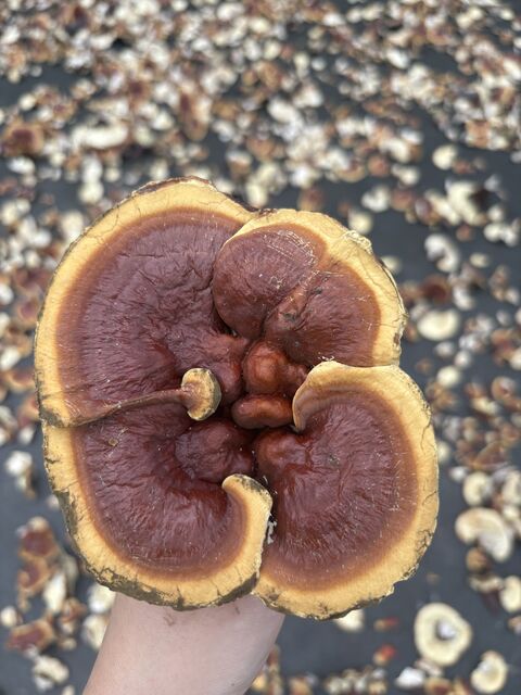 From Reishi Farm to Functional Extract: Taking Quality Seriously from the Source