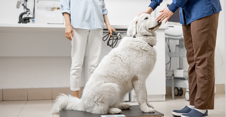 Pet food brands chase the GLP-1 trend with fibre and flavonoids