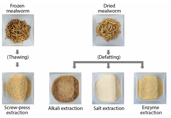 How to make ‘worms’ more nutritious — and easier to swallow