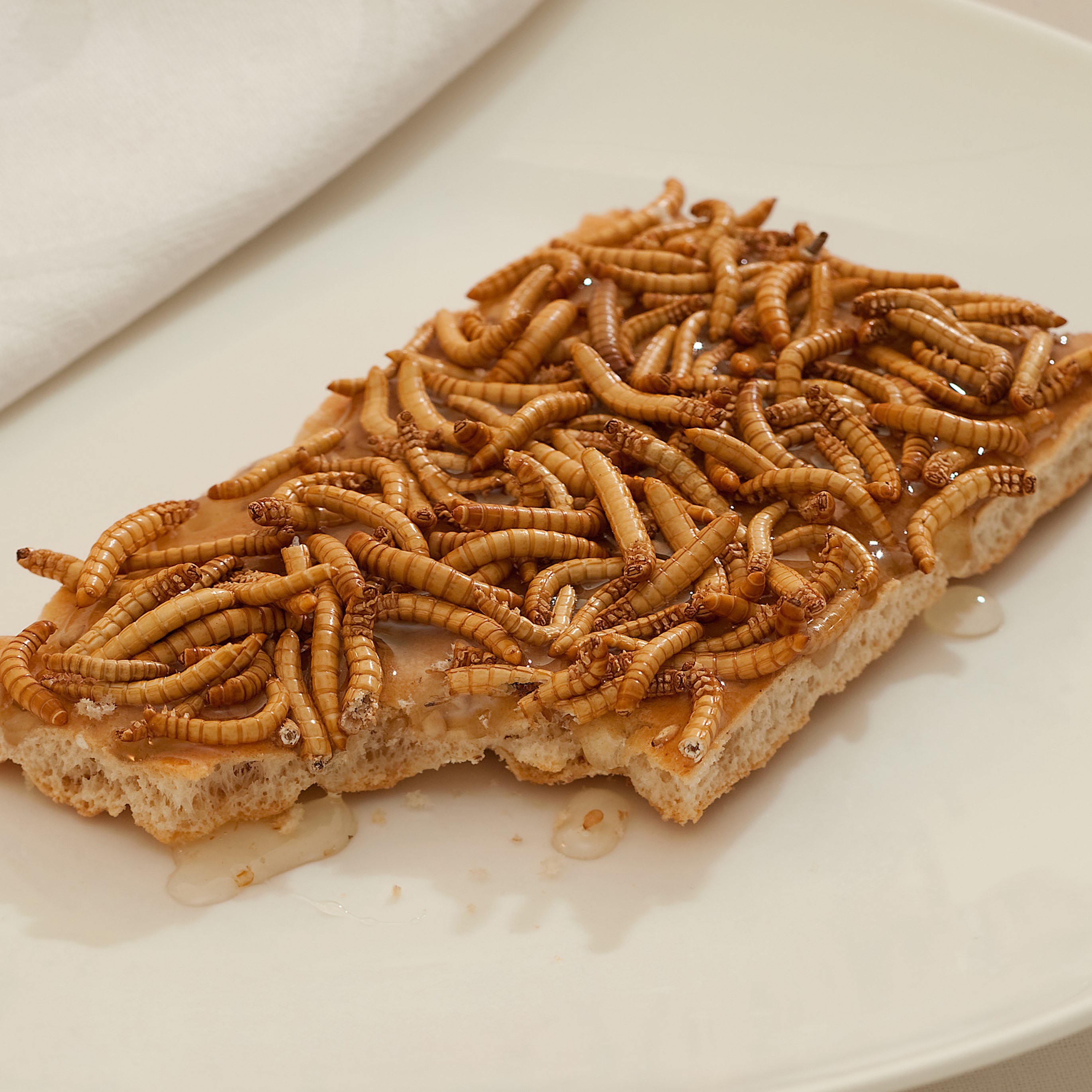Insect proteins: Researchers investigate methods to overcome extraction challenges