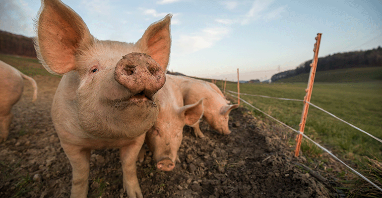 Animal welfare claims on meat ‘have no agreed meaning’