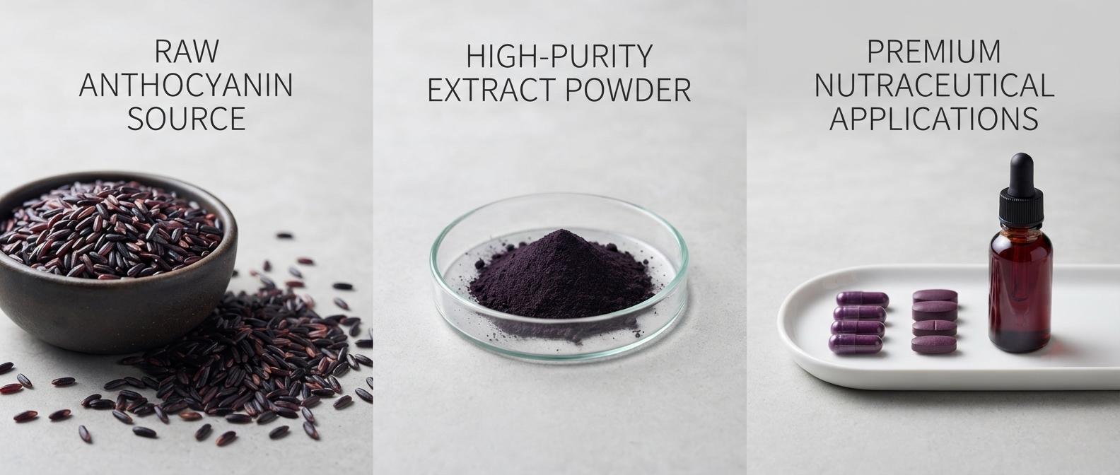 Sourcing Authentic Black Rice Extract 25% C3G: Green Spring Technology Meets Strict European Active Nutrition & Eye-Health Standards