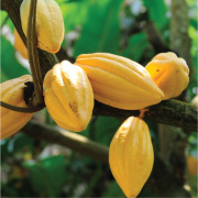 COCOA EXTRACTS